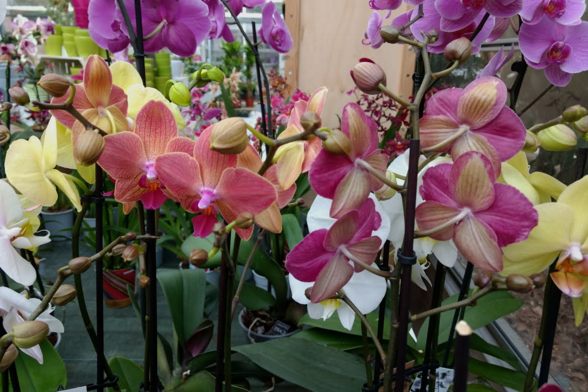 Practicar senderismo simpatía Evento Cómo podar una orquídea para que estén siempre perfectas? - Jardines en flor
