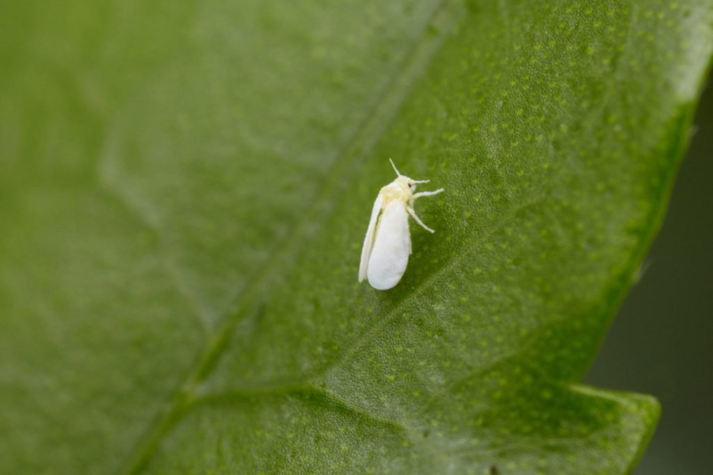 Aprende A Combatir La Mosca Blanca Y Aléjala Del Jardín Jardines En Flor 7289