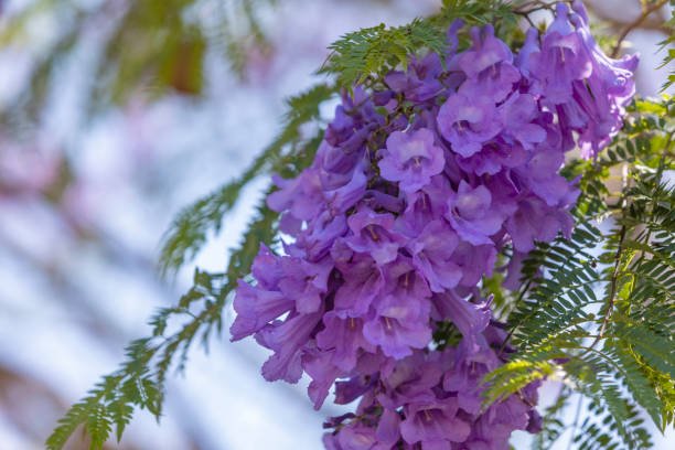 PLANTAS EXÓTICAS Más Usadas En Jardines Tropicales - Jardines En Flor